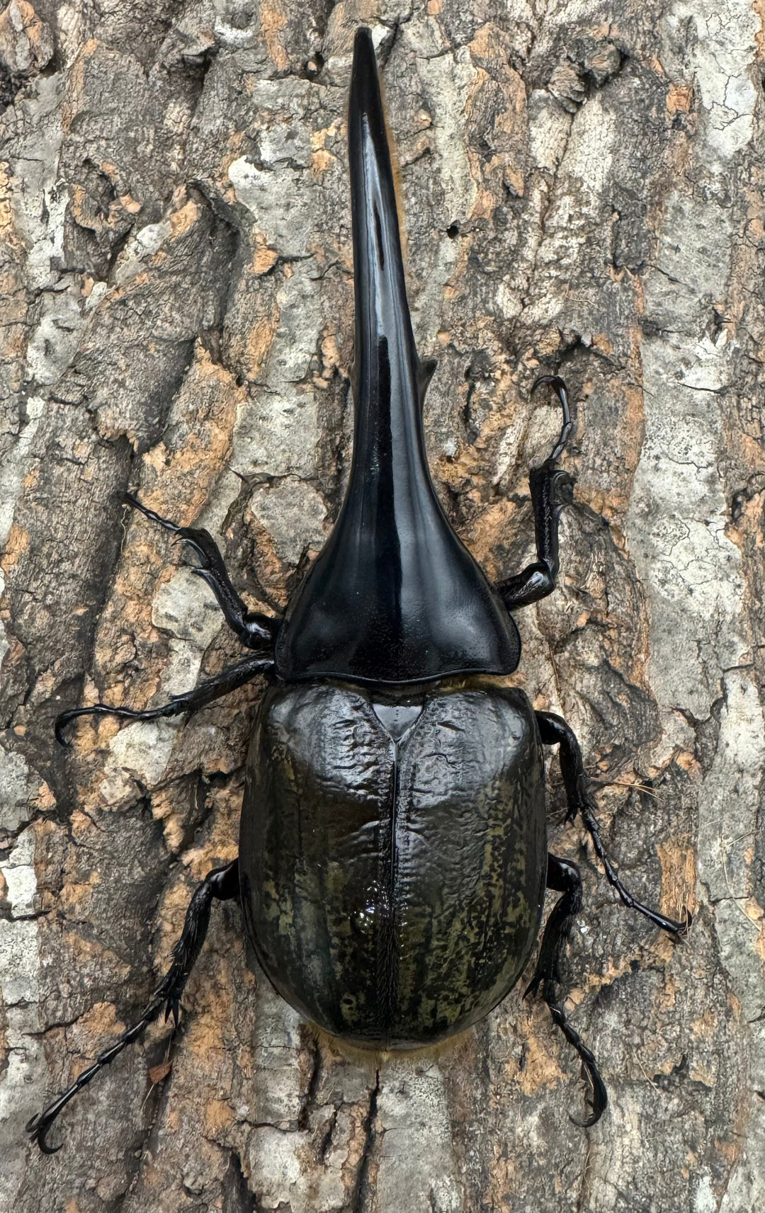 《ヘラクレス・ヘラクレス 137.5mm ペア》