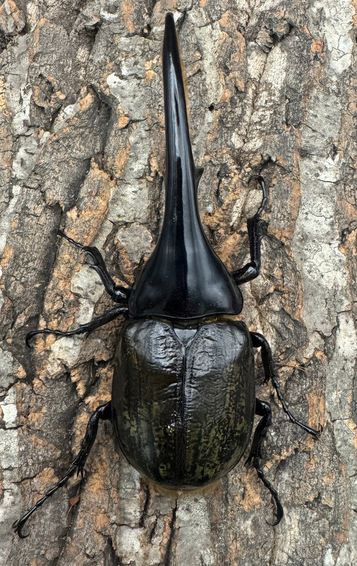 《ヘラクレス・ヘラクレス 137.5mm ペア》