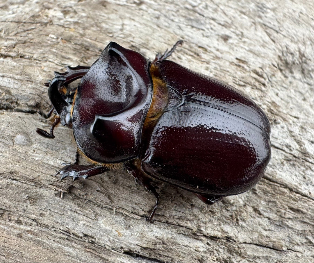 【WD】《クリイロムナコブサイカブト 33mm ペア》