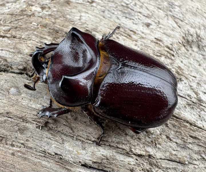 【WD】《クリイロムナコブサイカブト 33mm ペア》