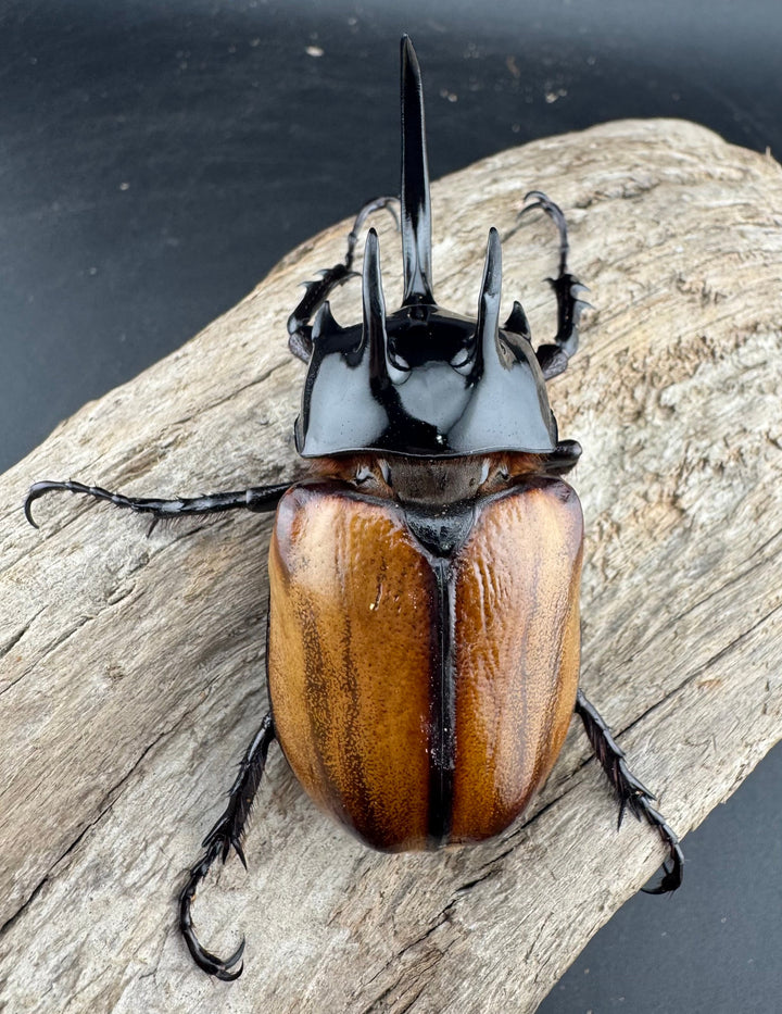 【F0】《スキットゴホンツノカブト 75mm ペア》