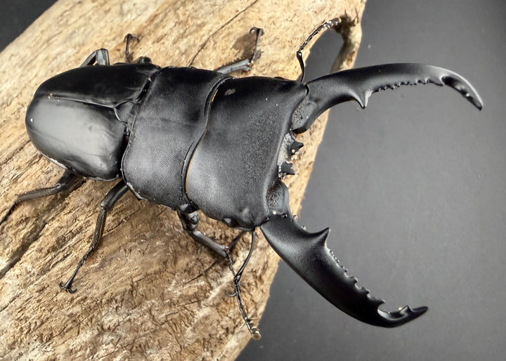 【WD】《ミンダナオヒラタ マラグサン産 85mm ペア》