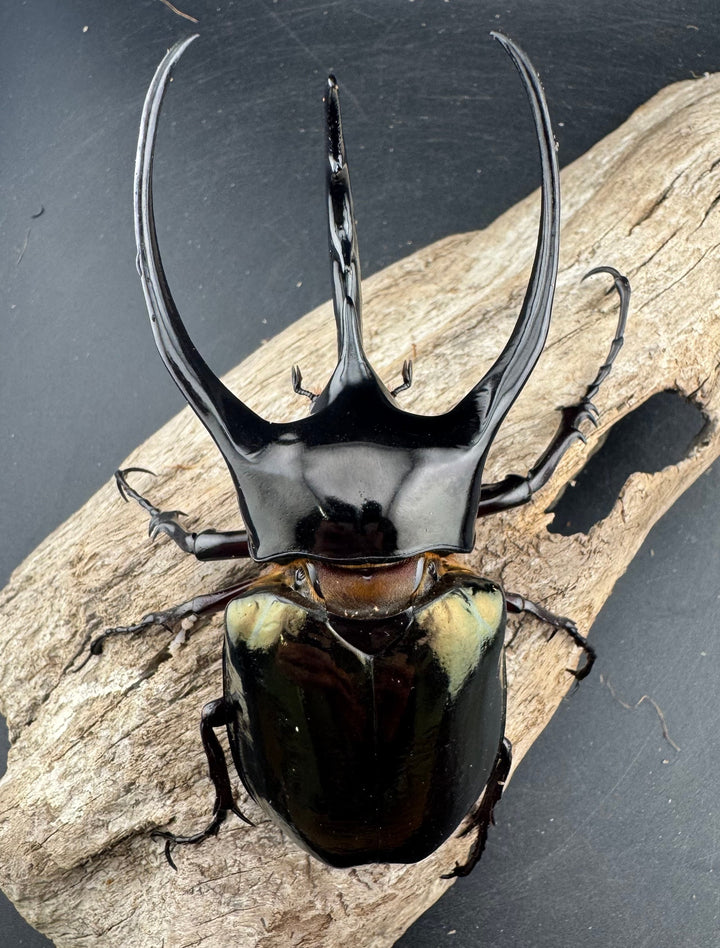 【WD】《ジャワコーカサスオオカブト 113mm ペア》