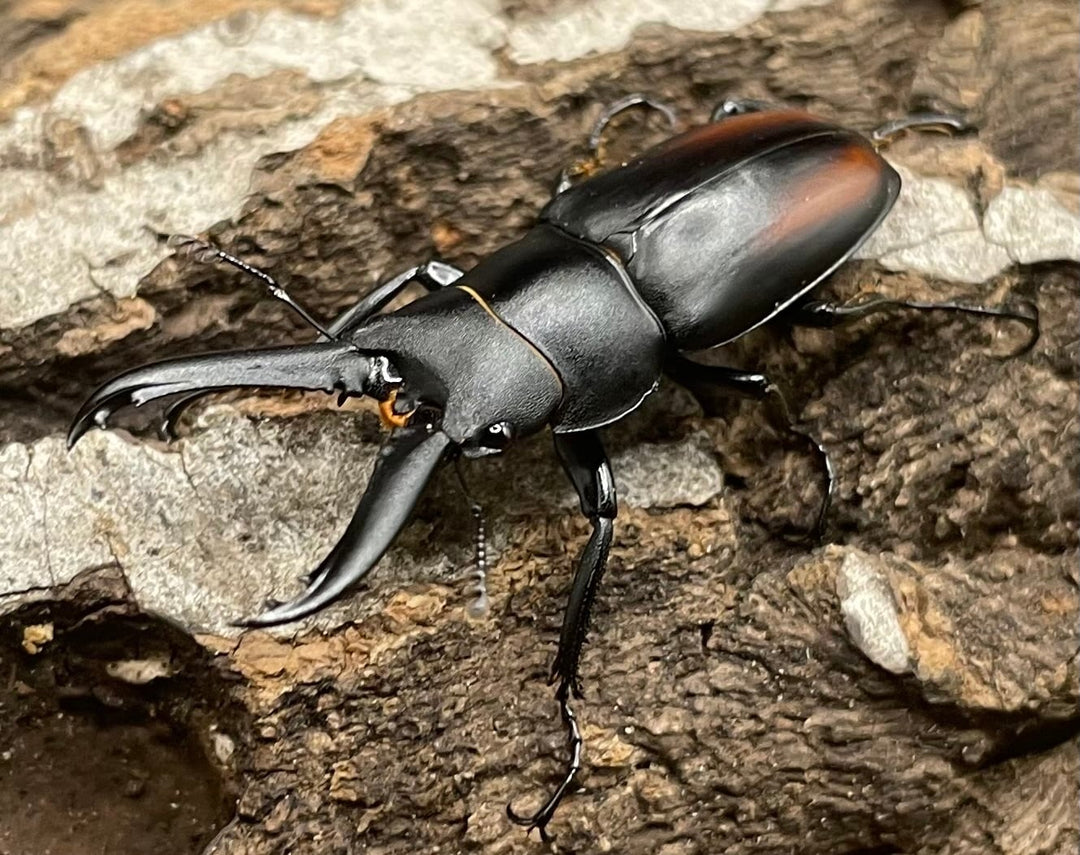 【WD】超貴重種《スピネウスノコギリクワガタ 36mmUP ペア B品》