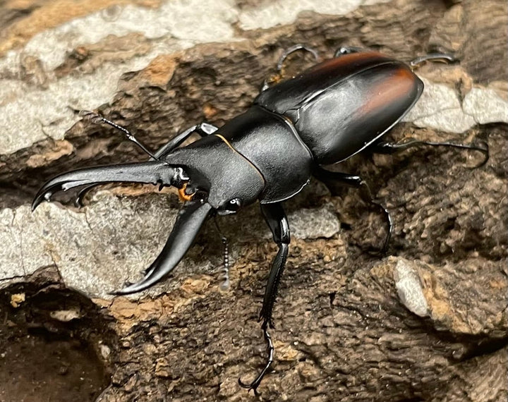 【WD】超貴重種《スピネウスノコギリクワガタ 36mmUP ペア B品》