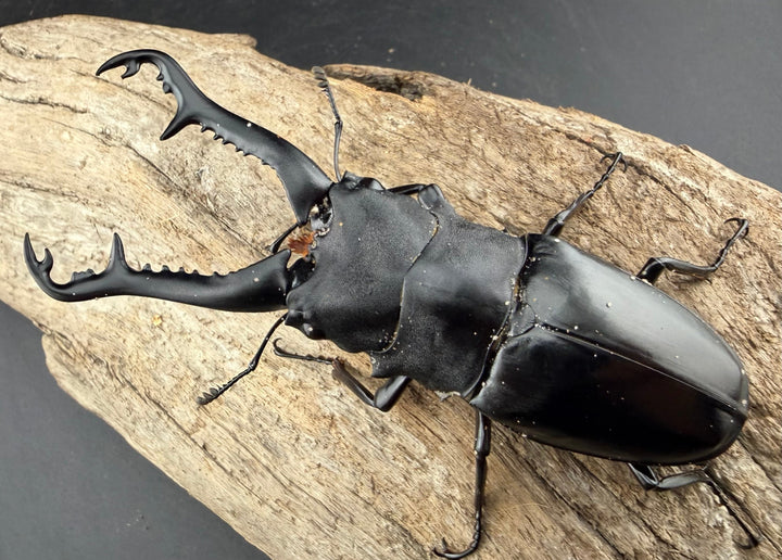 【WD】《ギラファノコギリ亜種ニシヤマイ 96.5mm ペア》