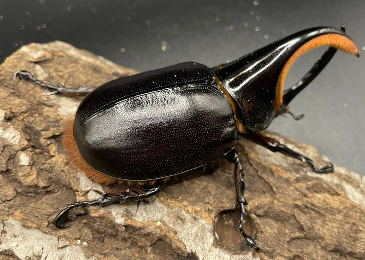 《サタンオオカブト 97mm ペア》