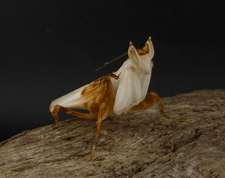 【WD】《ハナカマキリ 成体 ♂》