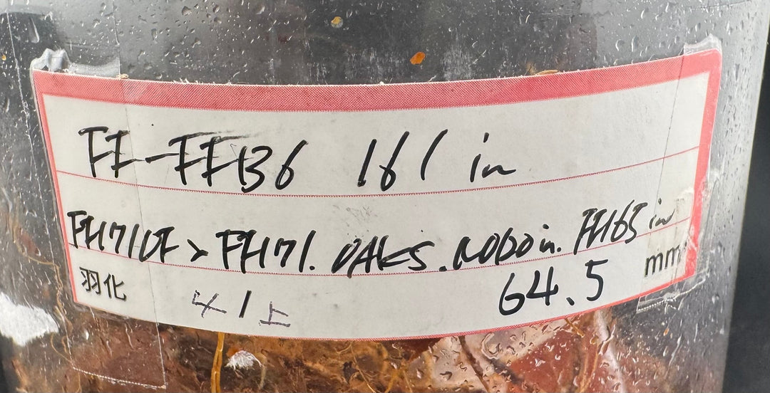 即ブリ《ヘラクレス・ヘラクレス 優良血統 139mm ペア》