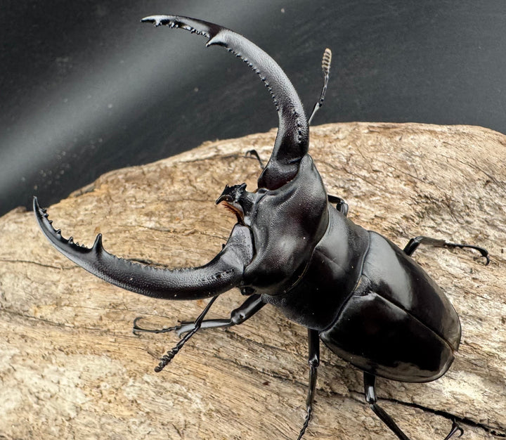 【WD】《リノケロスフタマタ 85mm ペア》