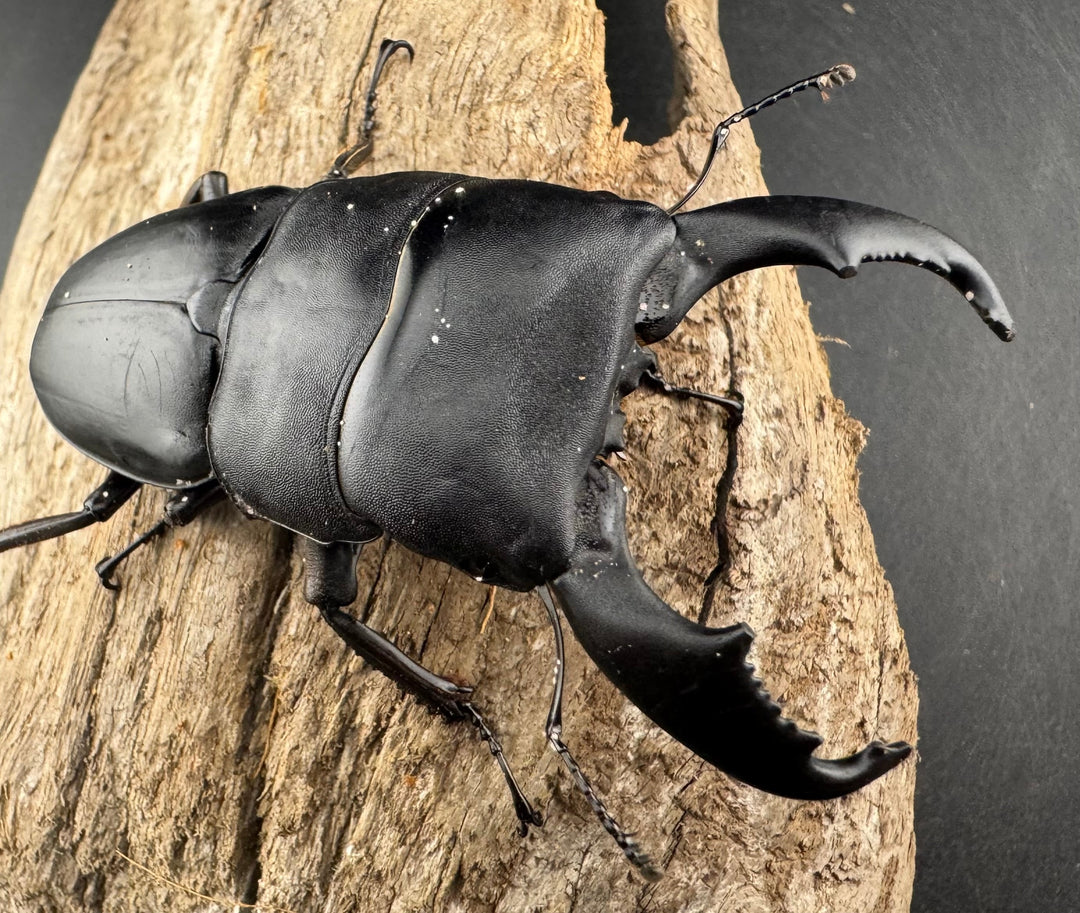 【WD】《スラウェシオオヒラタ 南スラウェシ産 81mm A’品ペア》