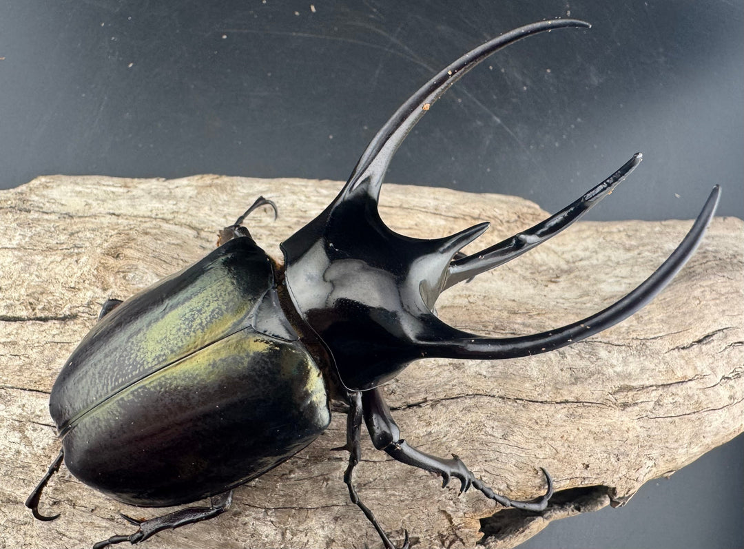 【WD】《ジャワコーカサスオオカブト 96mm ペア》