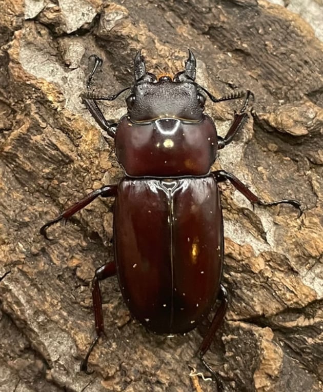 《フォルスターフタマタクワガタ亜種ニシ 幼虫3頭セット》