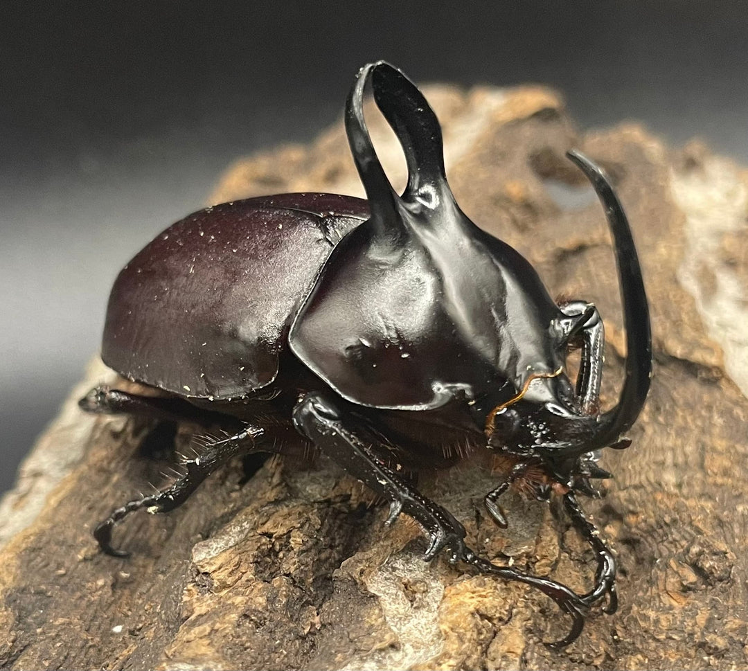 【WD】《ビルマニクス ゴホンツノ ペア》