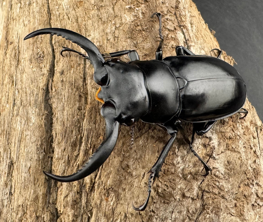 【WD】《ウエストウッディ亜種カズミアエ 雲南省産 54mm ペア》