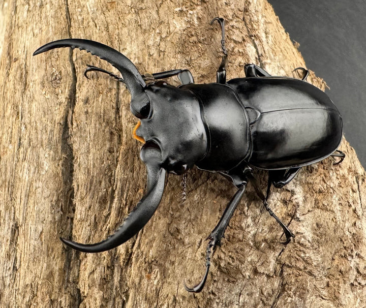 【WD】《ウエストウッディ亜種カズミアエ 雲南省産 54mm ペア》