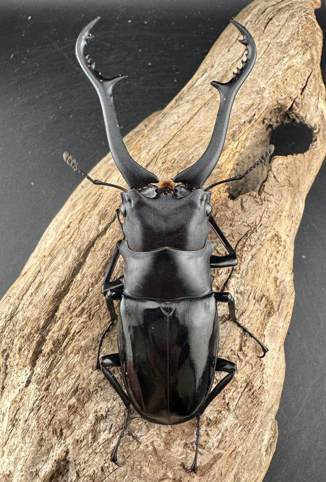 【WD】《 ギラファノコギリ亜種マキタイ 87.5mm ペア》