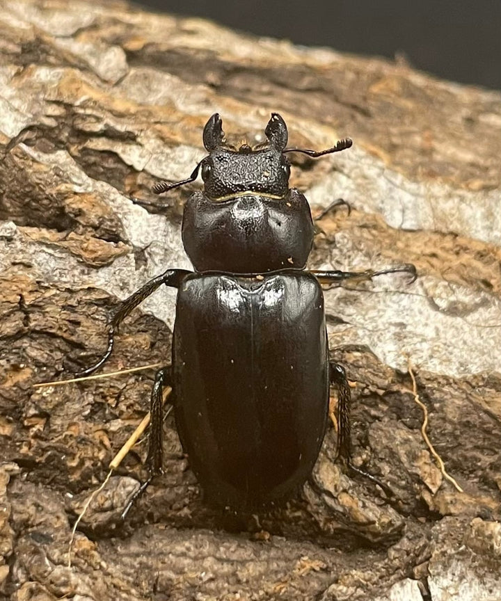 【WD】2021年新種《モーミヤマクワガタ 24mm ♀単》