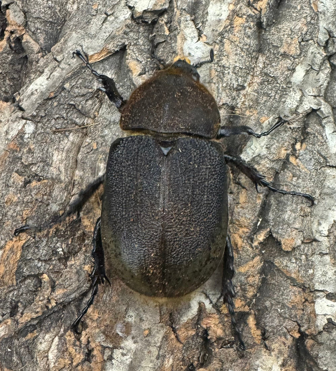 《ヘラクレス・ヘラクレス 145mm ペア》