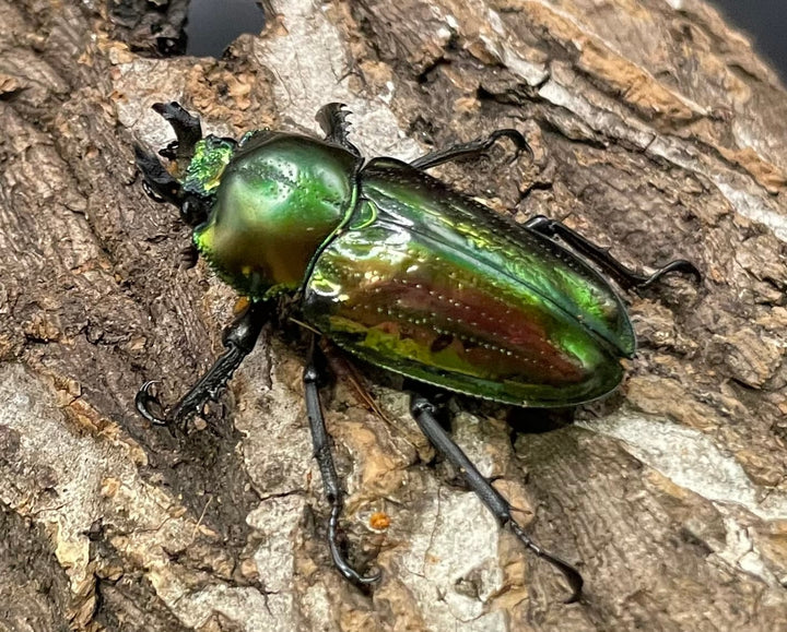 《ニジイロクワガタ Free ♂♀♀トリオ》
