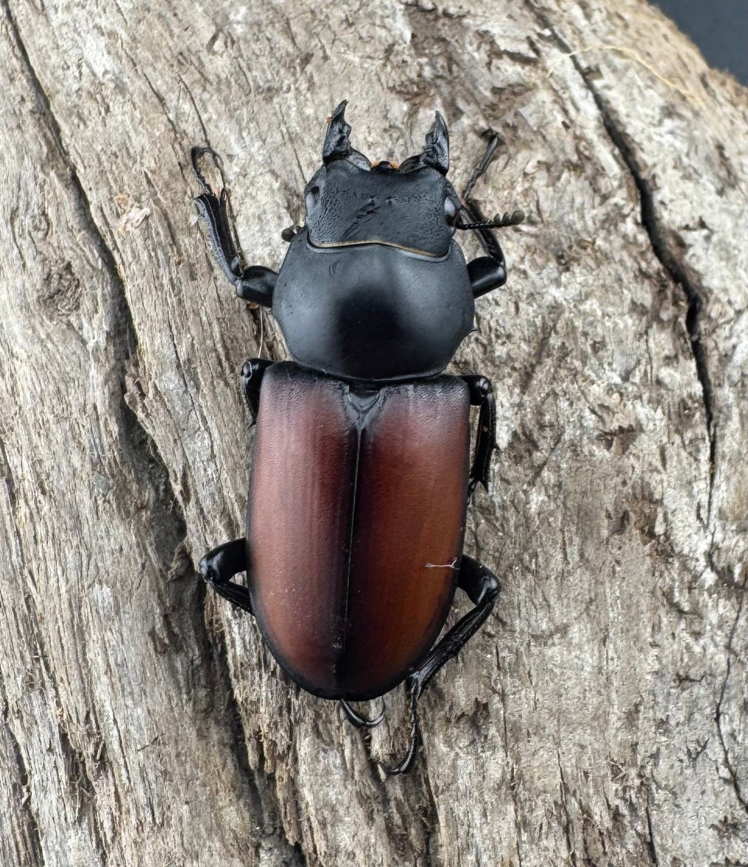 【WD】《マクレイコクワ チベット産 62.5mm A'品ペア》