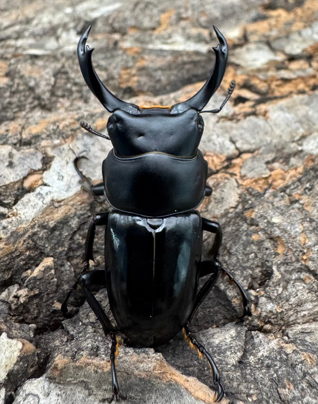 【WD】《セメノウコクワ 雅安産 38.5mm ペア》