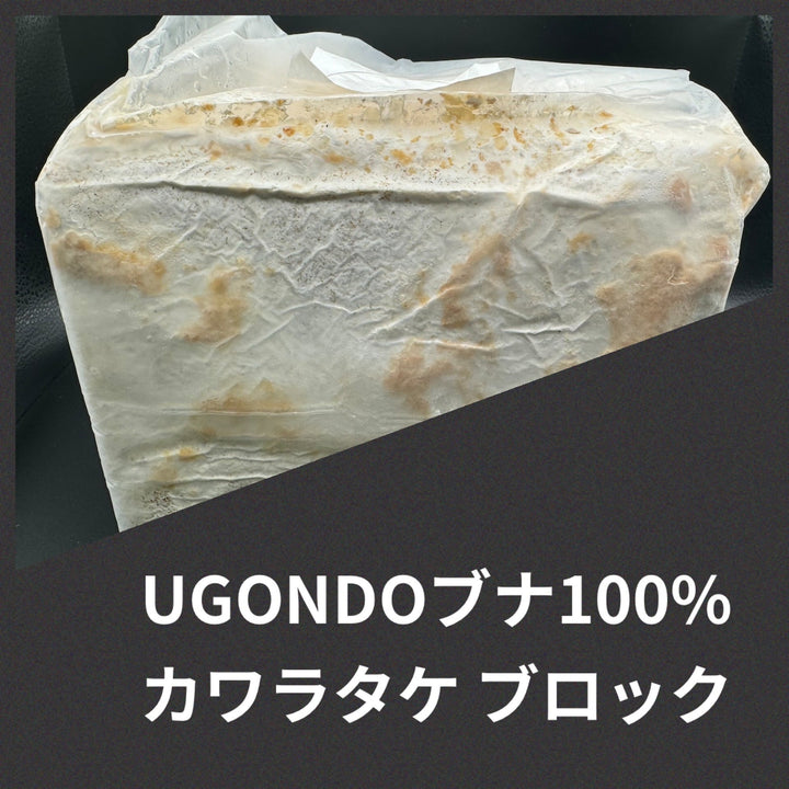 カワラタケ菌糸UGONDO ブナ100% ブロック3500cc