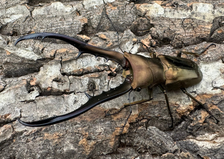 【WD】《メタリフェルホソアカ 77mm ペア》