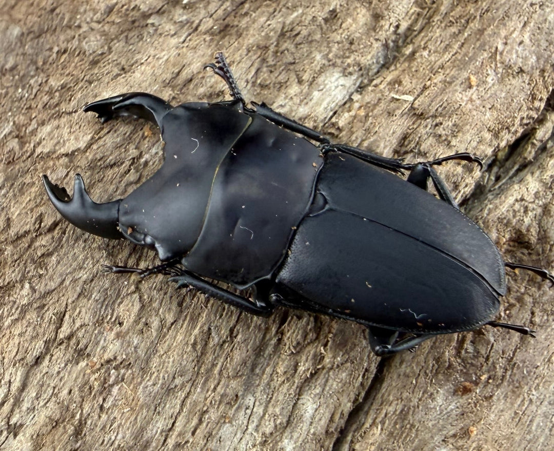 【WF3】《メタドルクス ロトゥンダトゥス 22mm ペア》