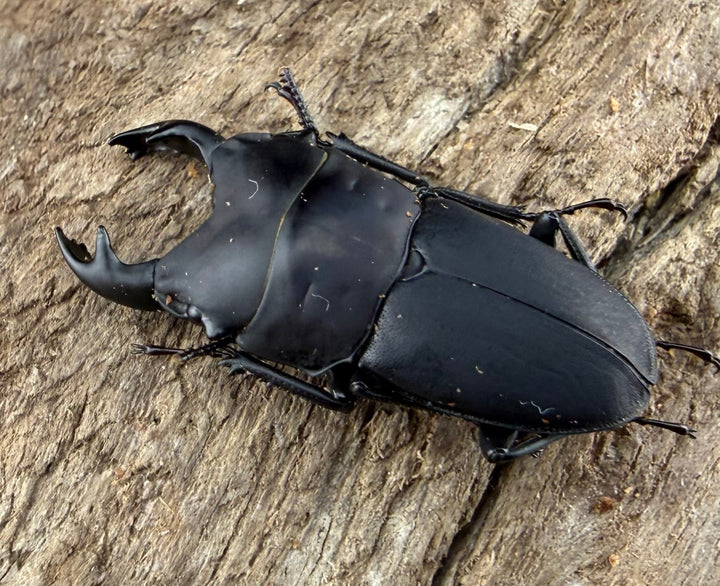 【WF3】《メタドルクス ロトゥンダトゥス 22mm ペア》