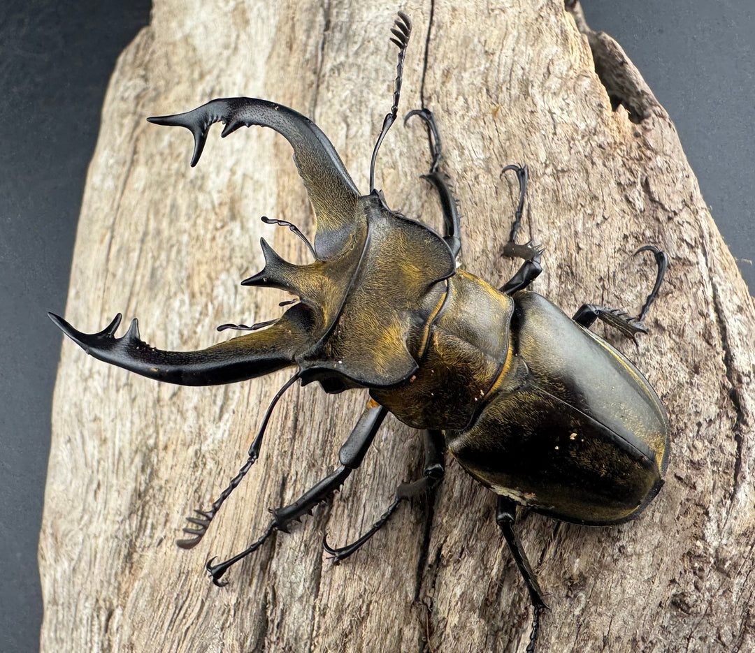 【WD】《フルキフェルミヤマ 64mm ペア》