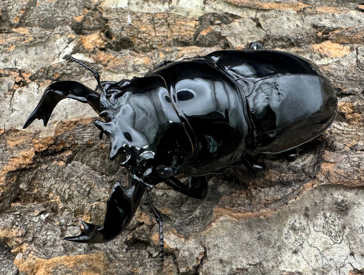《タランドゥスオオツヤクワガタ 76.5mm ペア》