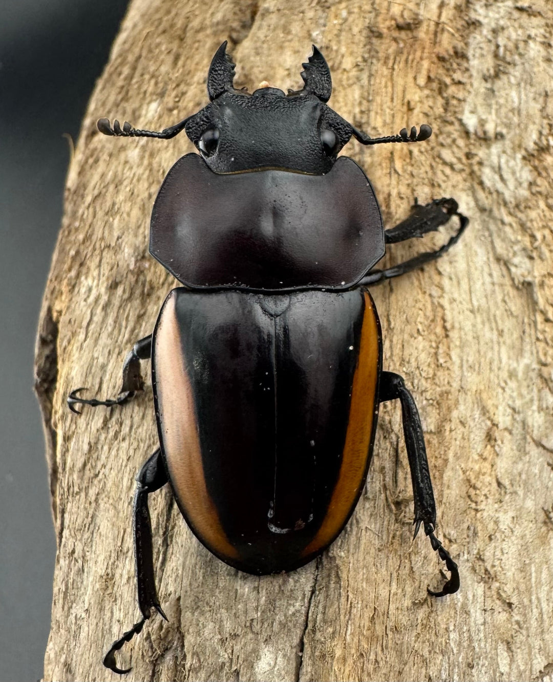 【WD】《スチーブンスツヤ亜種duivenbodei 大歯 72.5mm ペア》