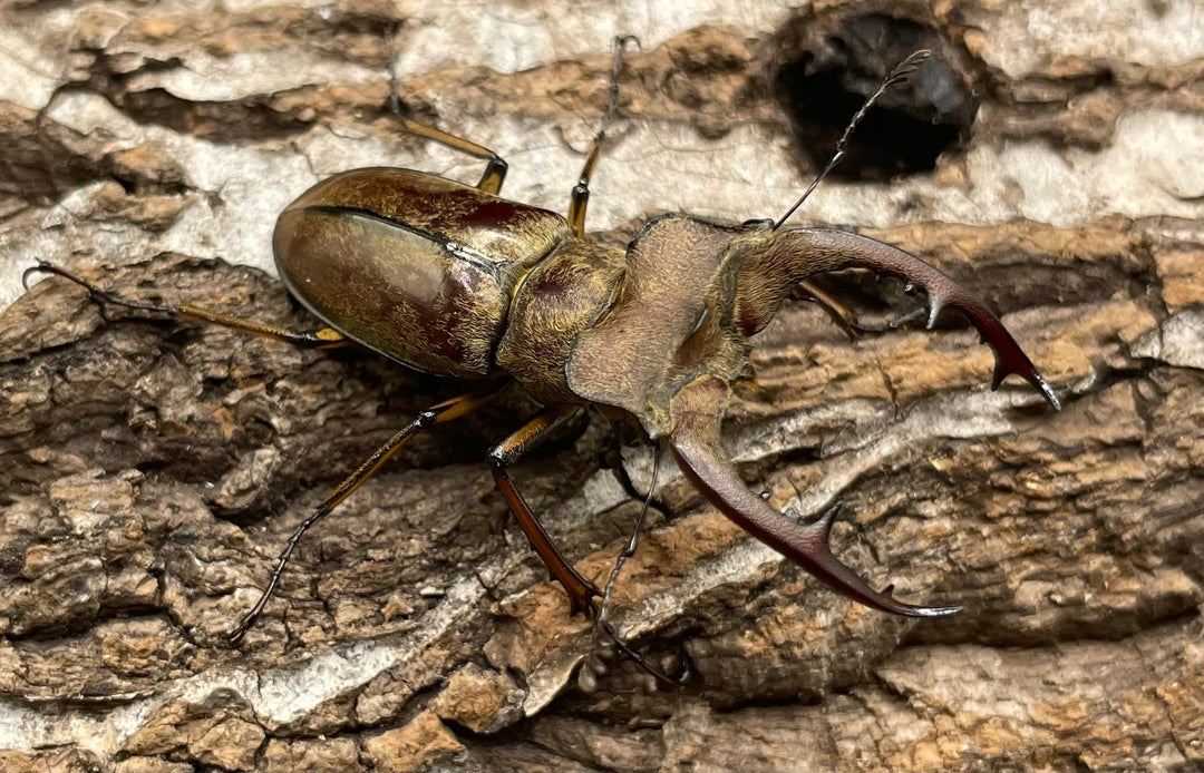 【WD】《デランミヤマクワガタ原名亜種 43mm ペア》