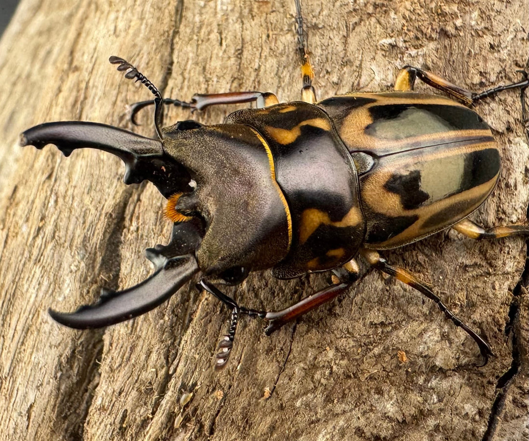 【WD】《ゼブラノコギリクワガタ原名亜種 41.5mm ペア》