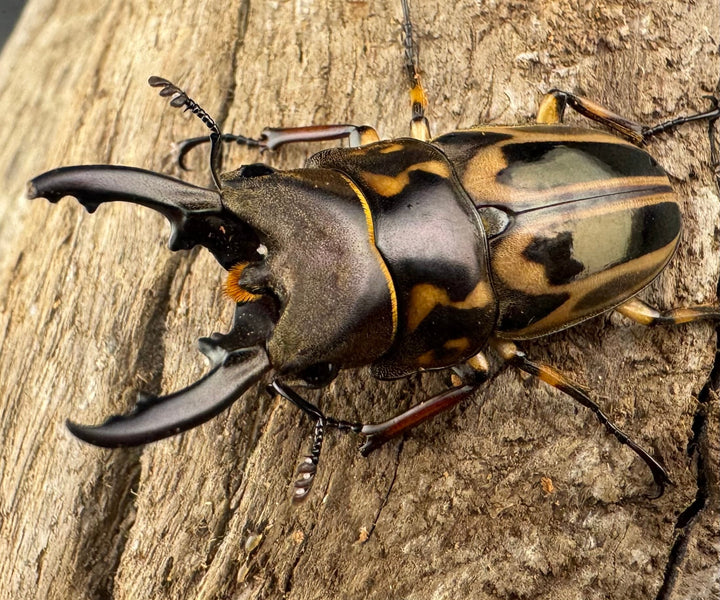 【WD】《ゼブラノコギリクワガタ原名亜種 41.5mm ペア》