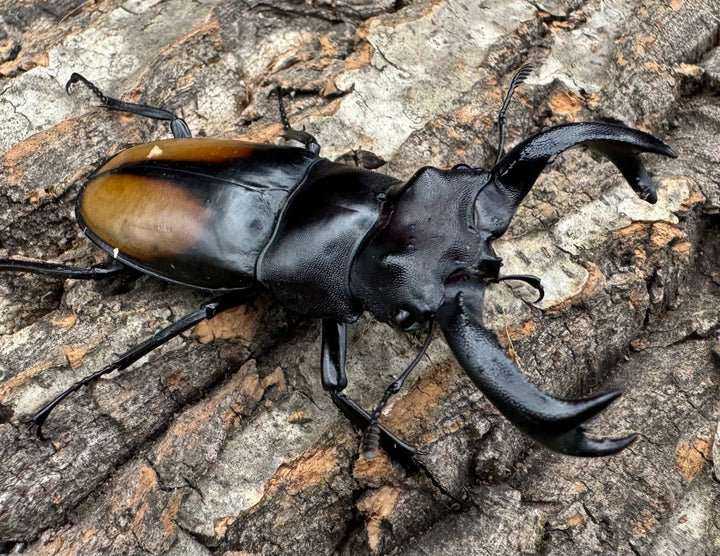 【WD】《セアカフタマタ（パリーフタマタ） 77mm A’品ペア》