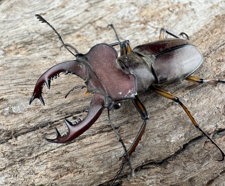 【WD】大型《ウーイーミヤマクワガタ 41.5mm ♂♀♀トリオ》