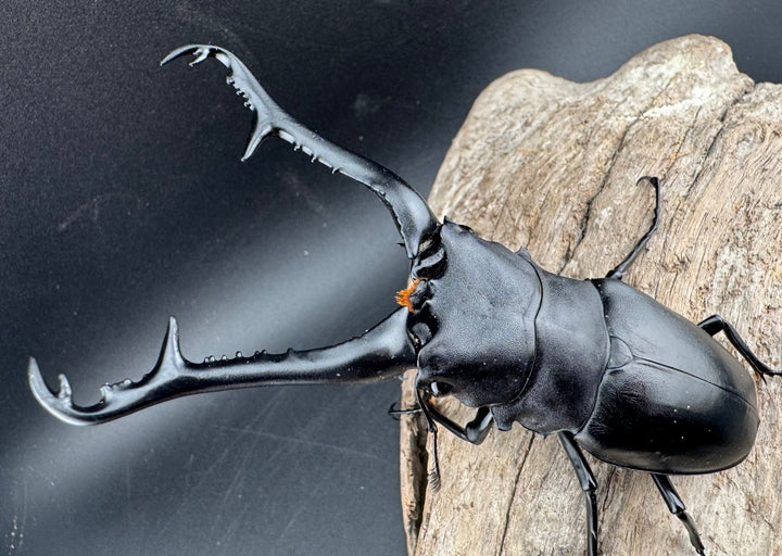 【WD】《 ギラファノコギリ亜種ケイスケ 107.5mm ペア》