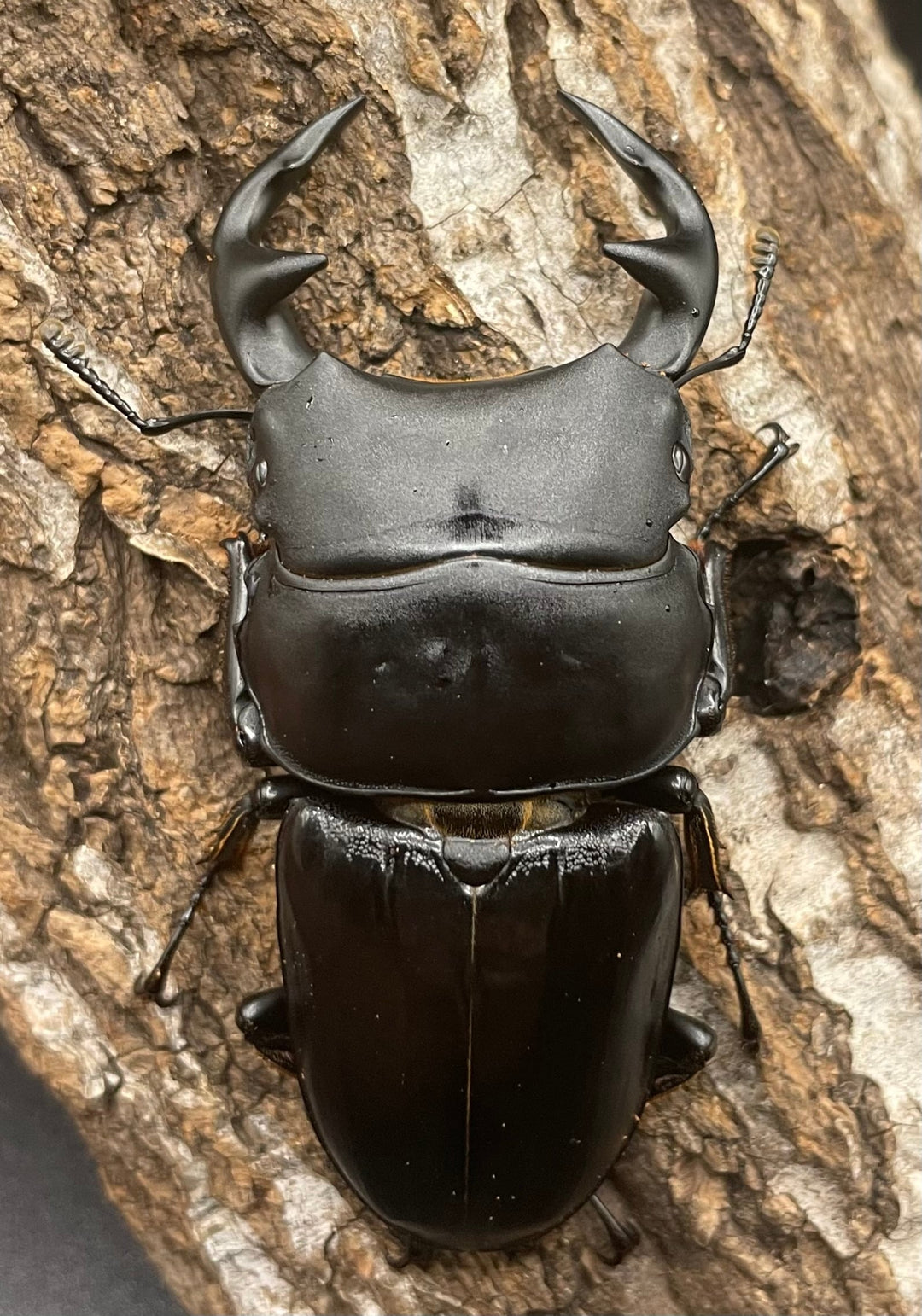 《インドグランディス亜種moriyai Garda95.0血統 75mm ペア》