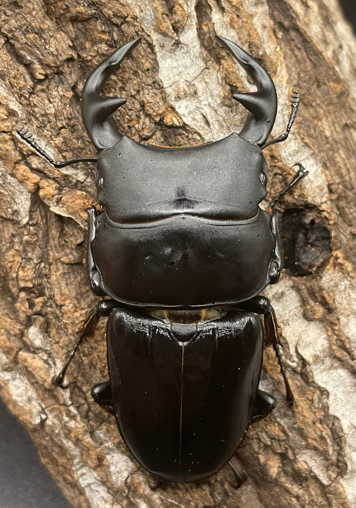 《インドグランディス亜種moriyai Garda95.0血統 75mm ペア》