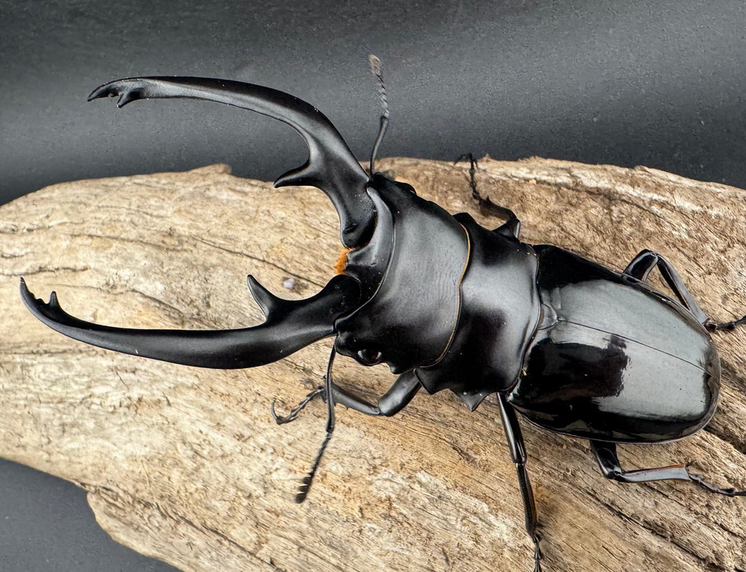 【WD】《インターメディアツヤクワガタ ネグロス島産 93.5mm ペア》