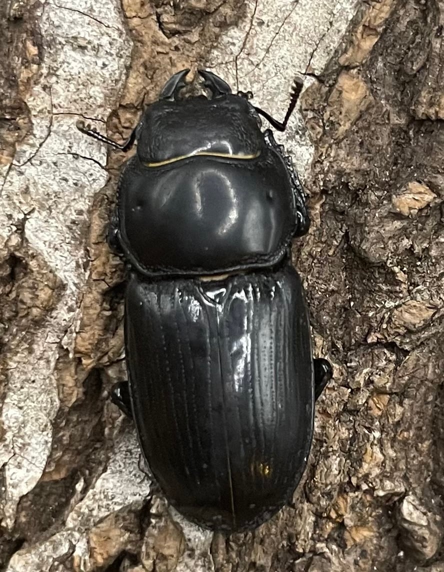 【F0】《ドルクス カツラ 重慶市産 23mm ペア》