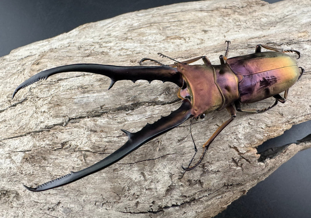 【美麗】《メタリフェルホソアカ 82mm ペア》セルヴォラン氏ブリード個体