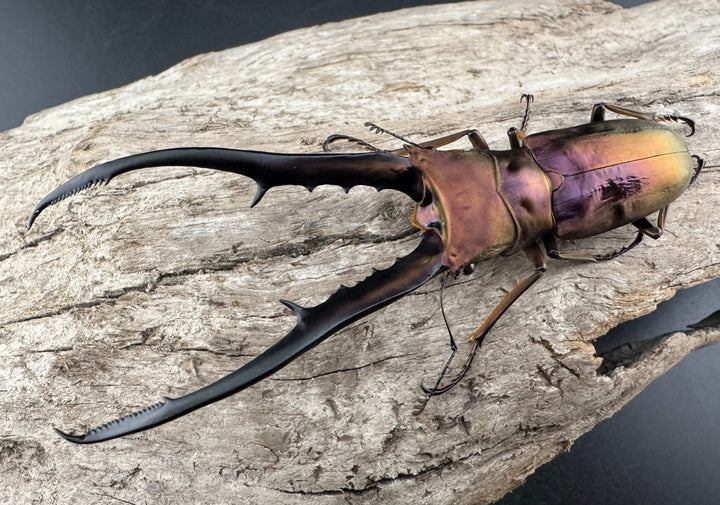 【美麗】《メタリフェルホソアカ 82mm ペア》セルヴォラン氏ブリード個体