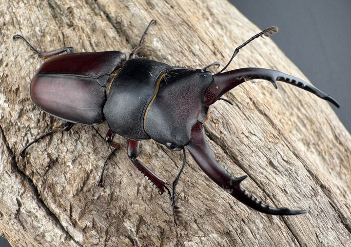 【WF7】《アンドレアスノコギリヒラタ 53mm ペア》