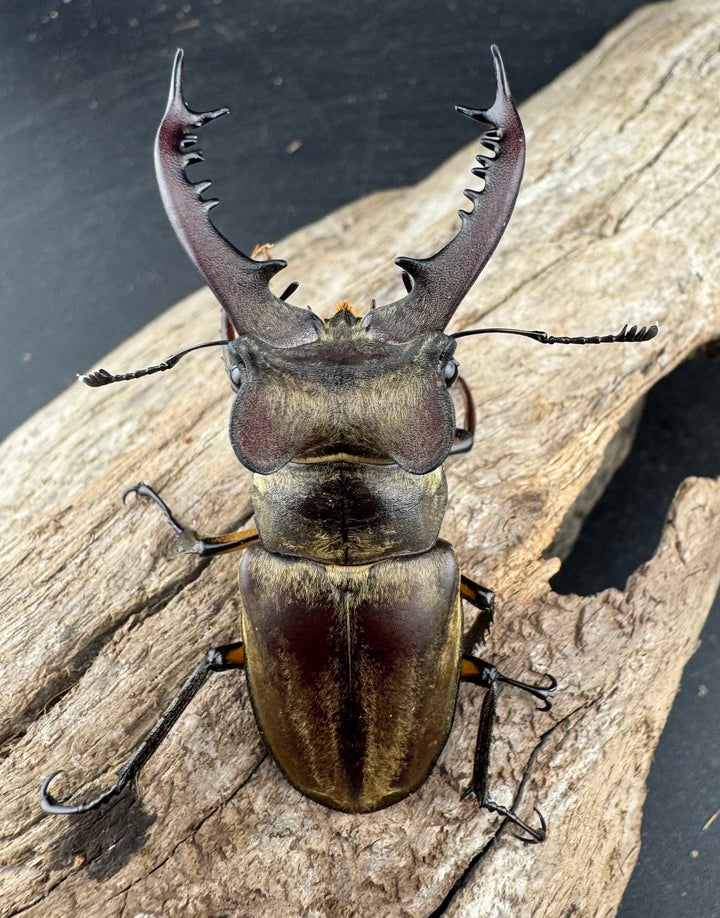 【WD】《ディボウスキーミヤマ原名亜種（チョウセンミヤマ） 遼寧省産 60mm ペア》