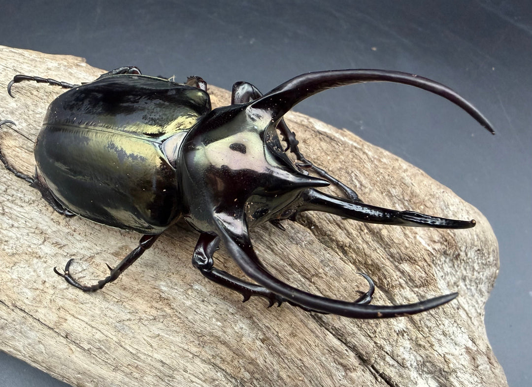 【WD】《ミンダナオアトラスオオカブト マラグサン産 92mm ペア》