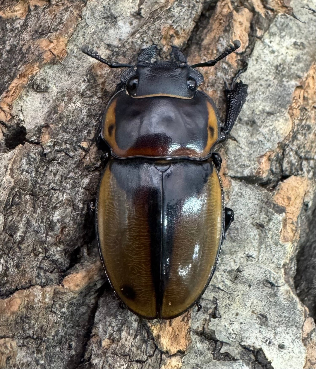 【WD】《ブルークツヤクワガタ 38mm ペア》