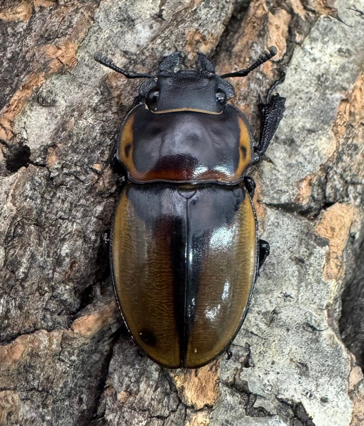 【WD】《ブルークツヤクワガタ 38mm ペア》